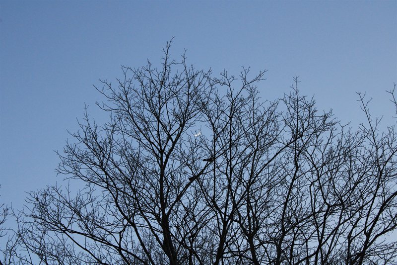 IMG_4286.JPG