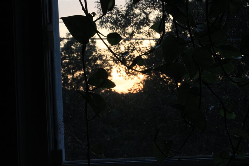 IMG_5421.JPG